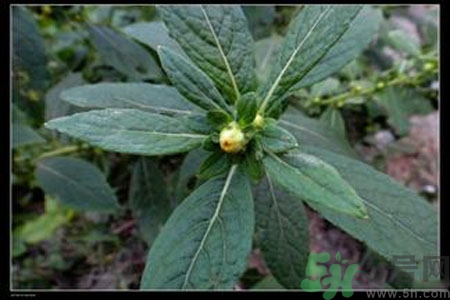 鹿活草多少錢？鹿活草有什么用？