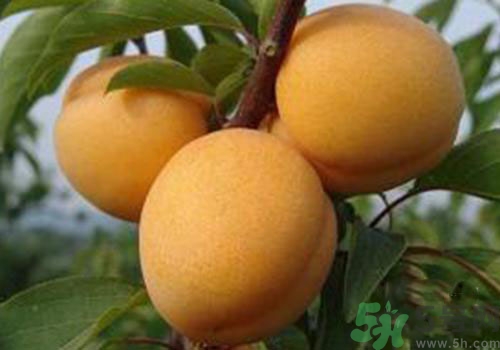 杏子沒熟可以吃嗎？吃了沒熟的杏子怎么辦？