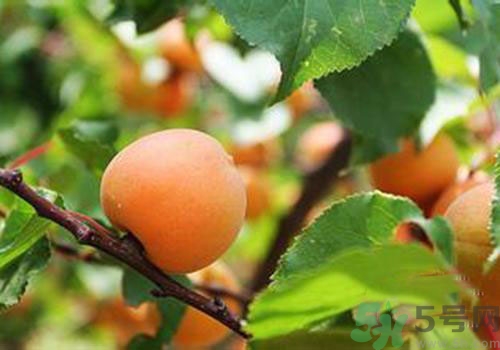 吃杏子胃脹胃痛是怎么回事？吃杏子胃脹胃痛怎么辦？