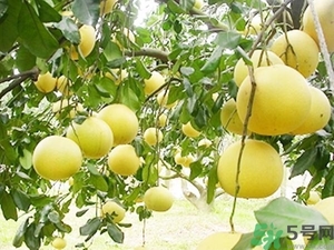 柚子的瓤是紅色正常嗎？柚子里面是紅色的能吃嗎？