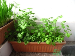 陽(yáng)臺(tái)種菜用什么土最好?陽(yáng)臺(tái)種菜用什么肥料好 陽(yáng)臺(tái)種菜用什么土最好?陽(yáng)臺(tái)種菜用什么肥料好