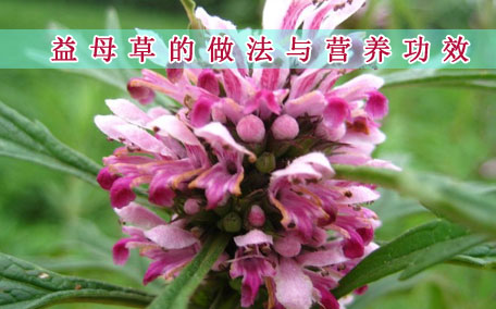 益母草一天喝幾次較好 益母草什么時候喝最好