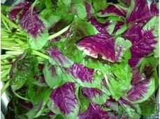 漢菜的營養(yǎng)價值 漢菜的功效與作用及食用方法 漢菜的營養(yǎng)價值 漢菜的功效與作用及食用方法