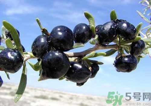 吃黑枸杞會(huì)上火嗎？吃黑枸杞會(huì)不會(huì)上火？