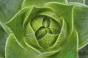 便秘能吃蘆薈嗎？蘆薈能吸收輻射嗎？