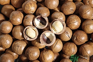 夏威夷果什么時(shí)候成熟上市？腰果和夏威夷果的區(qū)別