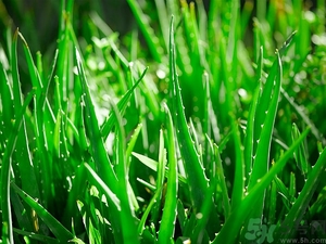 便秘能吃蘆薈嗎？蘆薈能吸收輻射嗎？