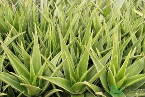 便秘能吃蘆薈嗎？蘆薈能吸收輻射嗎？