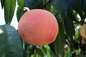 變軟的桃子能吃嗎？桃子軟了還能吃嗎？