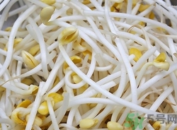 豆芽是豆制品嗎?豆芽是怎么長(zhǎng)出來的 豆芽是豆制品嗎?豆芽是怎么長(zhǎng)出來的