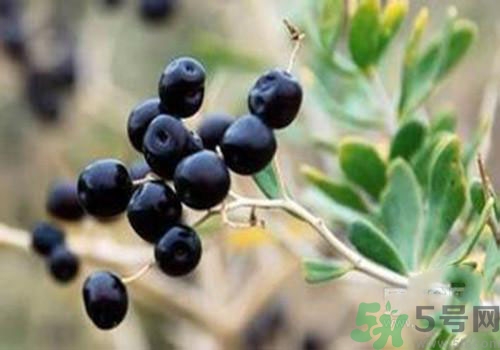 黑枸杞可以壯陽嗎？黑枸杞壯陽效果怎么樣？