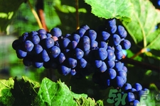 葡萄種植的基本流程？葡萄種植的方法？