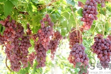 葡萄種植的基本流程？葡萄種植的方法？