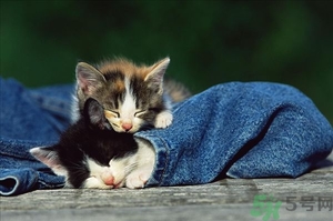 睡眠不規(guī)律如何調整？睡眠不規(guī)律會胖嗎？