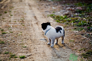 狗可以吃夏威夷果嗎？小狗吃夏威夷果會怎樣？