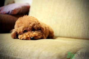 狗可以吃夏威夷果嗎？小狗吃夏威夷果會怎樣？