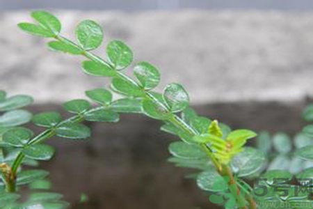 驅(qū)蚊草可以驅(qū)蚊嗎？驅(qū)蚊草有用嗎？