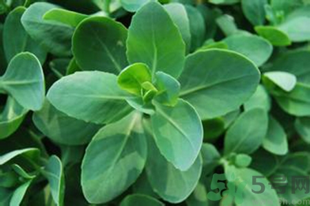 驅(qū)蚊草對(duì)寶寶有害嗎？驅(qū)蚊草對(duì)寶寶有影響嗎？