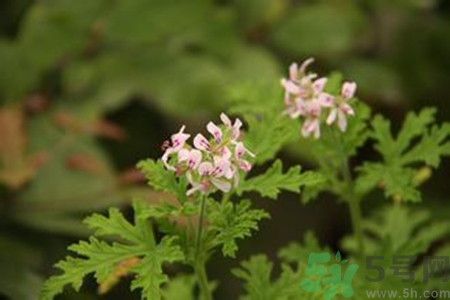 驅(qū)蚊草對(duì)寶寶有害嗎？驅(qū)蚊草對(duì)寶寶有影響嗎？