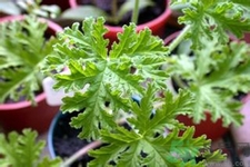 驅(qū)蚊草孕婦可以聞嗎？驅(qū)蚊草對孕婦有害嗎？