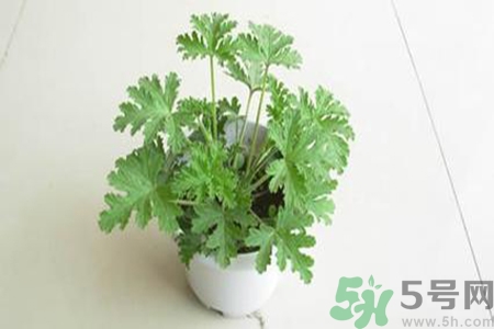 驅(qū)蚊草孕婦可以聞嗎？驅(qū)蚊草對(duì)孕婦有害嗎？