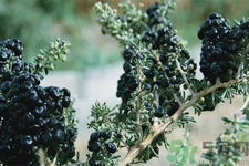 黑枸杞小孩可以吃嗎？黑枸杞小孩吃有什么好處？