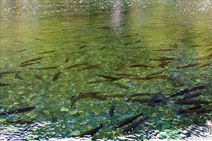 洪水里的魚能吃嗎？洪水里的魚可不可以吃？