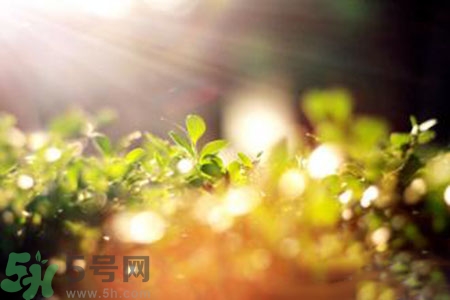 三伏天什么時候結(jié)束？三伏天是哪幾天？