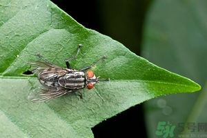 小飛蟲怎么消滅？小飛蟲怎么生出來的？