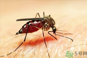 蚊子叮的癢怎么辦？蚊子叮的大包怎么辦？