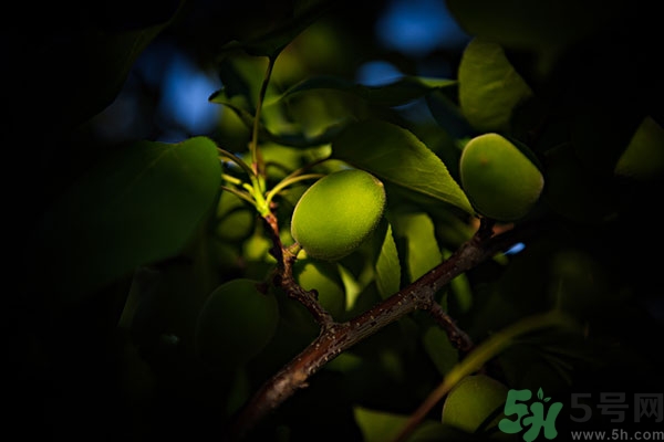 青杏子能吃嗎？青杏子的功效與作用