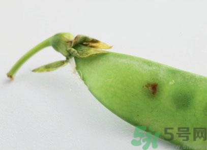 煮豌豆怎么做好吃？煮豌豆的做法