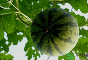 西瓜打針是真的嗎？西瓜打藥了是什么樣子？