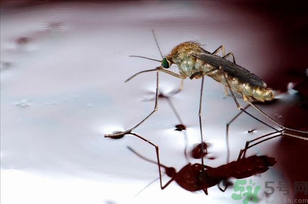 蚊子叮的癢怎么辦？蚊子叮的大包怎么辦？