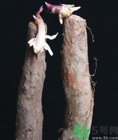 山藥發(fā)芽了還能吃嗎?山藥發(fā)芽怎么辦? 山藥發(fā)芽了還能吃嗎?山藥發(fā)芽怎么辦?