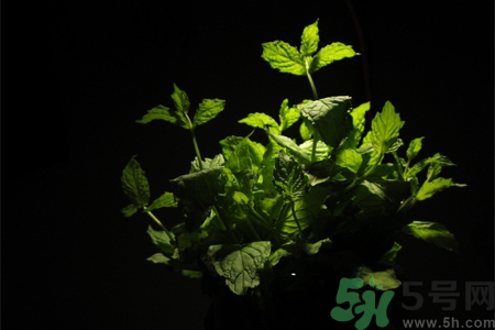 吃薄荷的好處有哪些？哪些人不能吃薄荷？