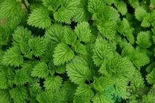 薄荷吃多了有什么壞處？吃薄荷有什么作用？