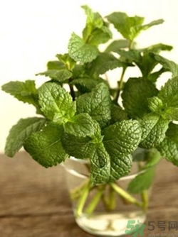 薄荷可以驅(qū)蚊嗎?薄荷驅(qū)蚊效果好嗎 薄荷可以驅(qū)蚊嗎?薄荷驅(qū)蚊效果好嗎