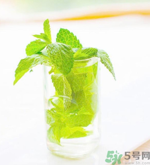 薄荷可以驅(qū)蚊嗎?薄荷驅(qū)蚊效果好嗎 薄荷可以驅(qū)蚊嗎?薄荷驅(qū)蚊效果好嗎