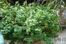 薄荷吃多了有什么壞處？吃薄荷有什么作用？