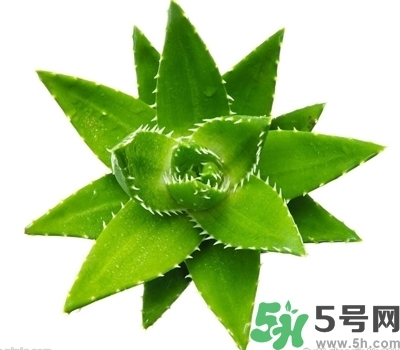 蘆薈膠可以當睡眠面膜用嗎?蘆薈膠坐睡眠面膜效果怎么樣? 蘆薈膠可以當睡眠面膜用嗎?蘆薈膠坐睡眠面膜效果怎么樣?