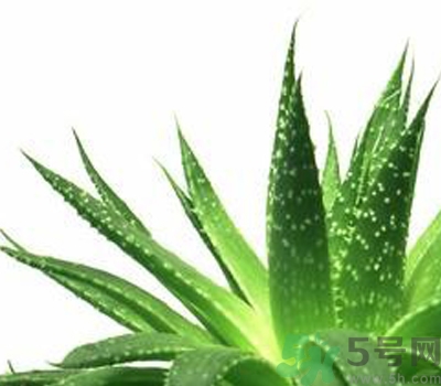 蘆薈膠會(huì)堵塞毛孔嗎？蘆薈膠應(yīng)該怎么用？