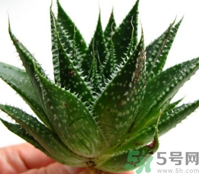 蘆薈膠會堵塞毛孔嗎？蘆薈膠應該怎么用？