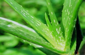 蘆薈能治腳氣嗎?蘆薈治療腳氣有效果嗎 蘆薈能治腳氣嗎?蘆薈治療腳氣有效果嗎