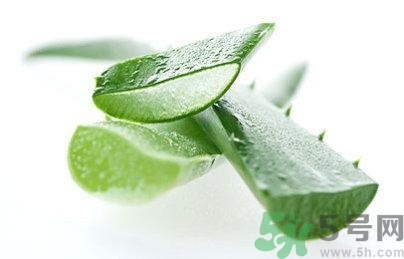 蘆薈能治腳氣嗎?蘆薈治療腳氣有效果嗎 蘆薈能治腳氣嗎?蘆薈治療腳氣有效果嗎