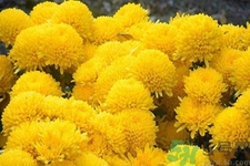 用菊花可以去黑眼圈嗎？用菊花有效去除黑眼圈的步驟？