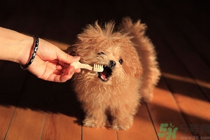 9歲男孩磨牙怎么回事？青少年磨牙是什么原因？