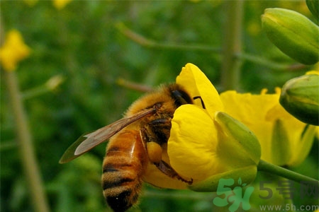 被蜜蜂蟄了怎么辦？被蜜蜂蟄了如何處理？