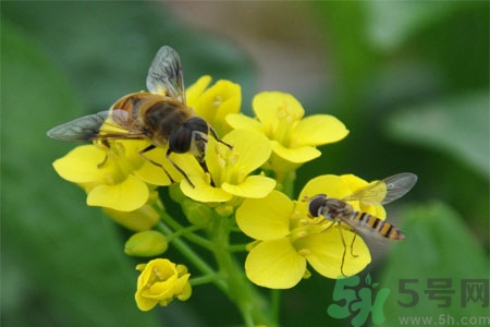 被蜜蜂蟄了怎么辦？被蜜蜂蟄了如何處理？