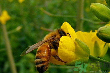 被蜜蜂螫了有什么表現(xiàn)？被蜜蜂螫了的癥狀是什么？